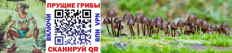 Псилоцибиновые грибы прущие грибы  продажа наркотиков  Красный Холм 